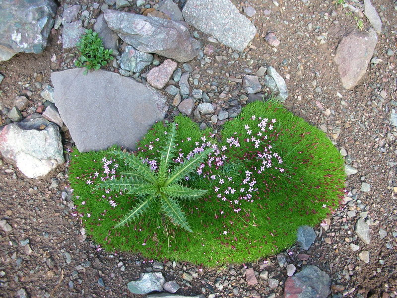 Cool cluster of vegetation at the bottom of the pillar.
