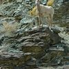 Bighorn sheep in the White Mountains