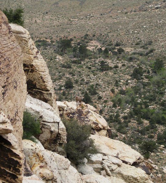 A Bighorn sheep amongst the rocks, and greenery in First Creek Canyon.<br>
<br>
Slot Club Wall; AKA Slot Machine Wall.<br>
(Taken 4/14/09)