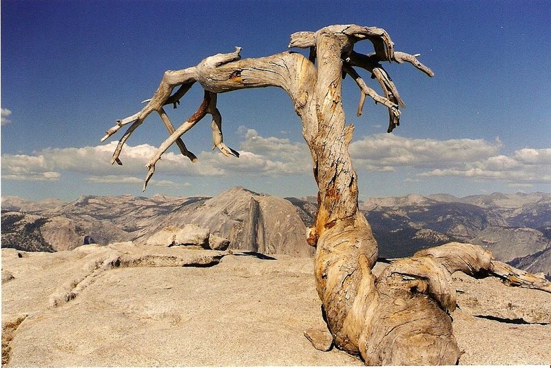 I think this tree fell over, this was maybe in 2002?  On top of Sentinel Dome, Half Dome in the background.