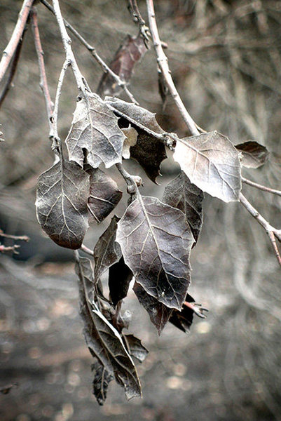 Burned leaves from a coast live oak--photographed following a recent wildfire on the Central Coast.