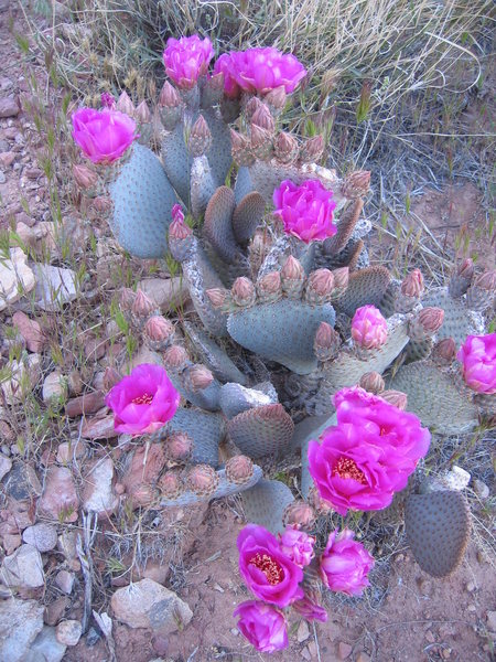 Very prolific prickly pear cactus on the approach.