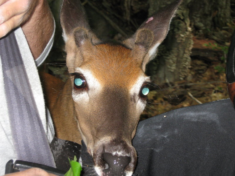 Jon Garlough and Jay Denver encounter a friendly deer leaving The Den