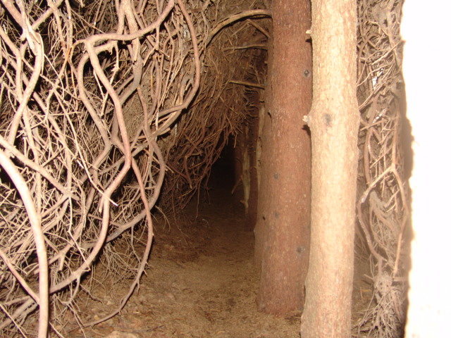 Maudsley Park - Newburyport, Massachusetts<br>
<br>
cool tree growth tunnels