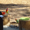 Eastern Rosella, in the Pines, checking out my cereal bowl