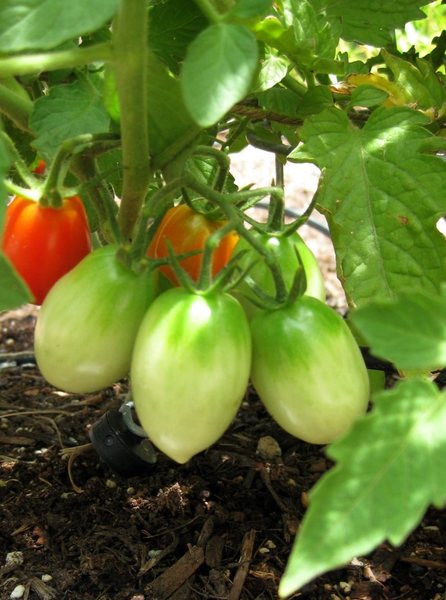 Our tomato plants are producing like crazy! We have several varieties; Beefsteak, Lemon Boys, Huskies, Romas, Big Beef, and Cherry tomatoes. It's our first shot at growing tomatoes, and it's a success. : ) Yummy!<br>
<br>
The strawberries, and Bell Peppers are also coming in well.<br>
<br>
A tomato sample shot taken 6/1/09