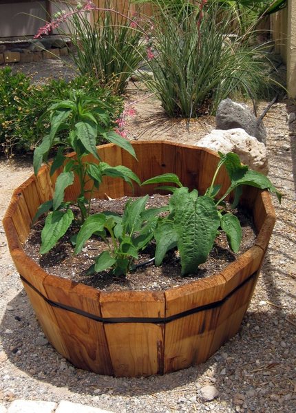 We received our Echinacea plants in the mail as poor, little wilted looking things, but now they are growing up fast, healthy, and strong.<br>
<br>
Taken 6/1/09