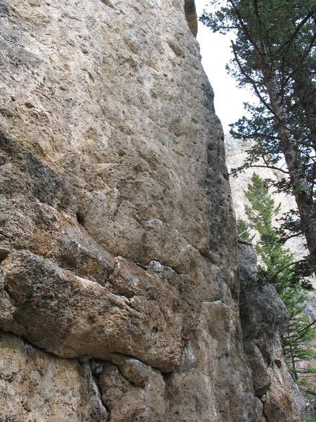 The line follows the rib on the right side of the photo.