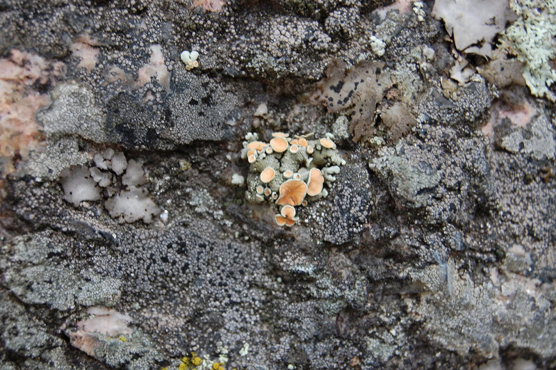 This is what Lichen Psilocybin looks like....