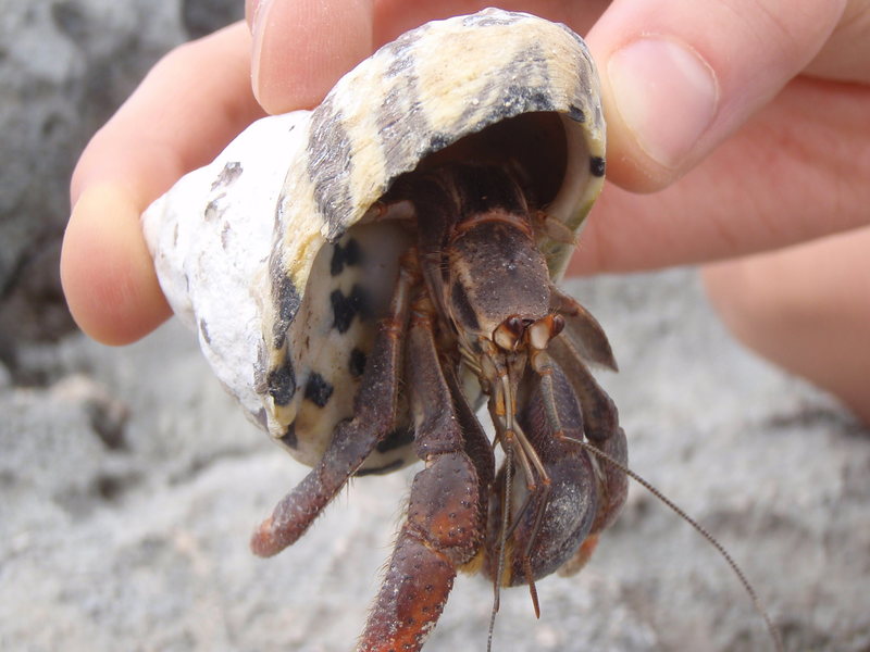 Some Of The Creatures On The Island.