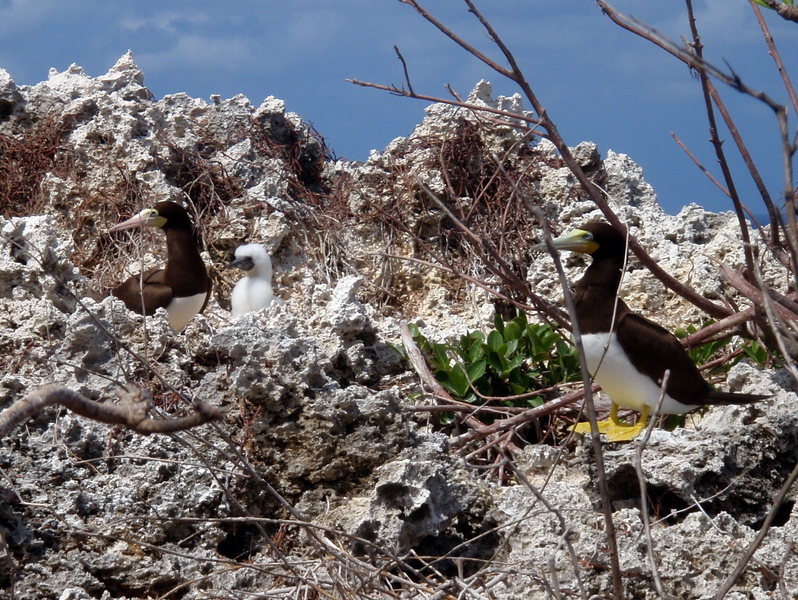 Brown Boobie Birds and their fuzzy white chicks. This is a rare, protected species.