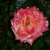 Beautiful Rose in Boulder