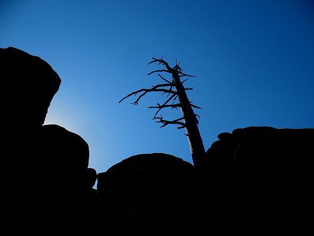 Weathered snag in the Children's Forest, Keller Peak
