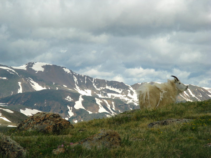One of a herd of mountain goats just above the Lenawee Mountain lift at A-Basin.