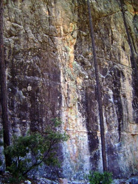 Climbing the light colored band. Ruby Slippers is on the right side of the tree just off center of the photo. Look for the V shaped notch.