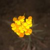 Western Wallflower (Erysimum capitatum subsp. perrnne)<br>
<br>
San Bernardino National Forest