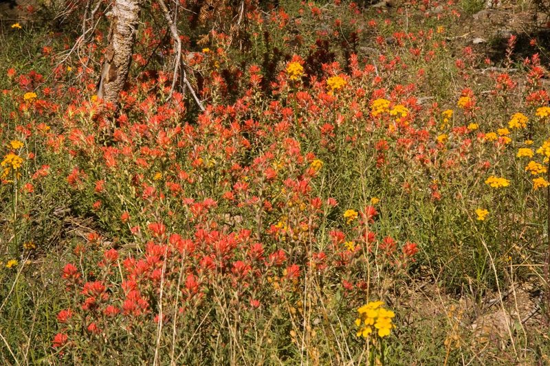 Western Wallflower and Indian Paintbrush on the slopes of San Bernardino peak.