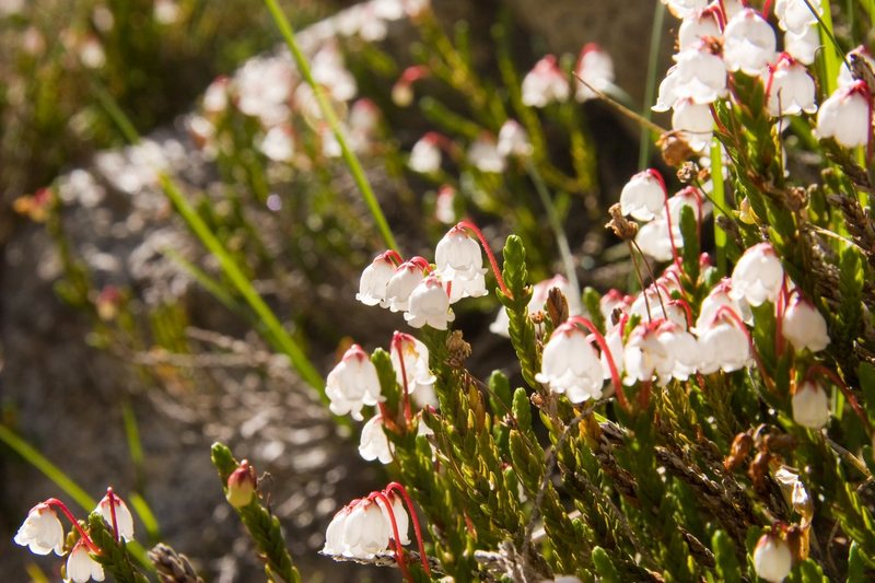 White Heather (Cassiope mertensiana)<br>
<br>
Treasure Lakes Basin, Bishop