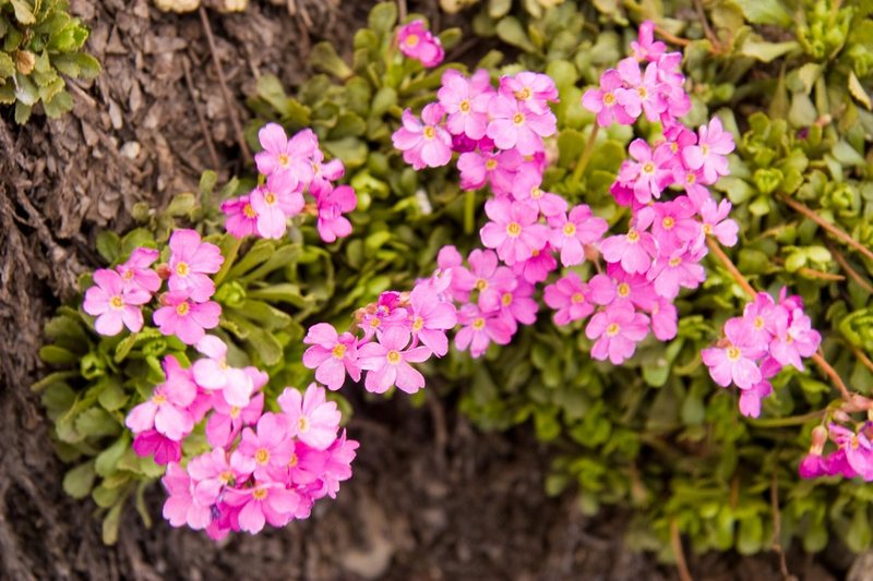 Sierra Primrose (Primula suffrutescens)<br>
<br>
East slopes of Mt Whitney