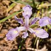 Western Blue Flag (Iris missouriensis)<br>
<br>
San Bernardino National Forest