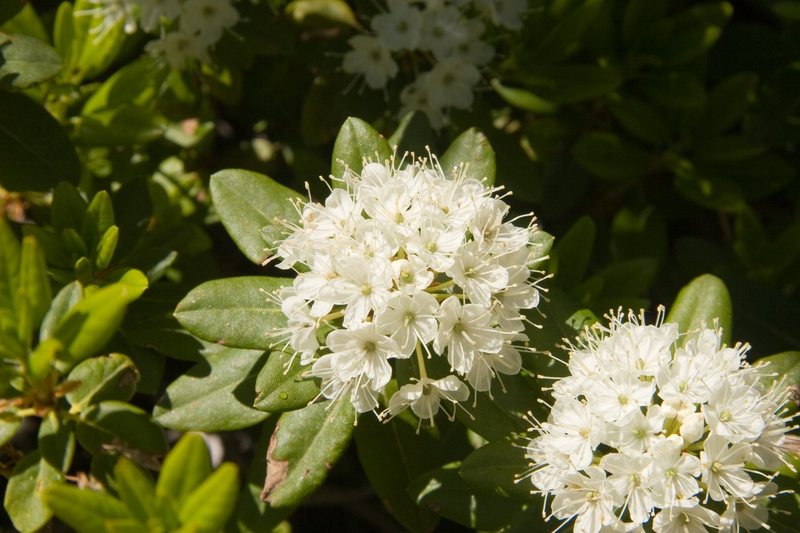Western Labrador-Tea (Ledum glandulosum) <br>
<br>
Treasure Lakes Basin, Bishop