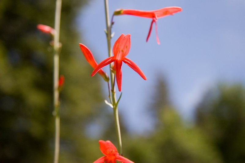 Scarlet-Gilia (Ipomopsis aggregata)<br>
<br>
San Bernardino National Forest