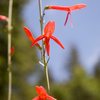 Scarlet-Gilia (Ipomopsis aggregata)<br>
<br>
San Bernardino National Forest