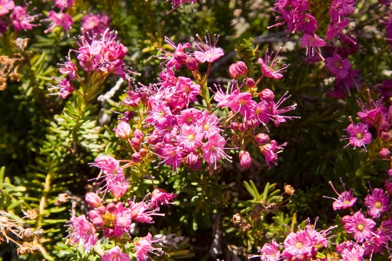 Purple Mountain-Heather (Phyllodoce breweri)<br>
<br>
Treasure Lakes Basin, Bishop