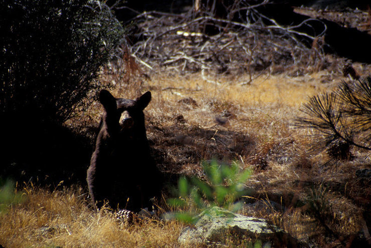 Black Bears are a common sight throughout the Kern River Valley. Proper food storage is a must.