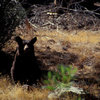 Black Bears are a common sight throughout the Kern River Valley.  Proper food storage is a must.