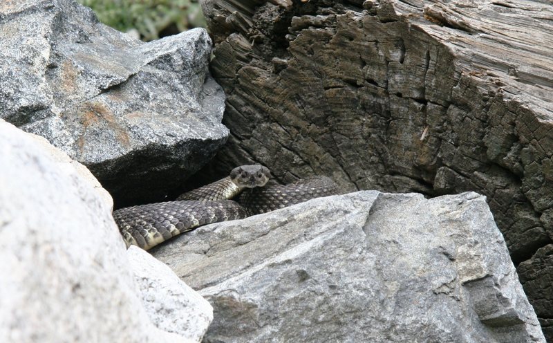 Definitely not a baby rattler in the San Bernardino Mountains.