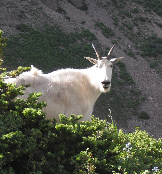 A mountain goat on Timpanogos. I saw 40 or 50 in all that day. Stunning!