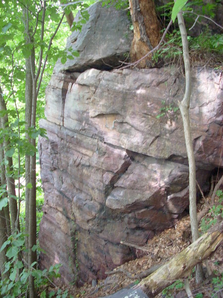 Climb to the pine tree.