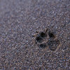 Footprint from an endemic (and threatened) Island Fox, taken on a beach on the remote West-end of Catalina Island.