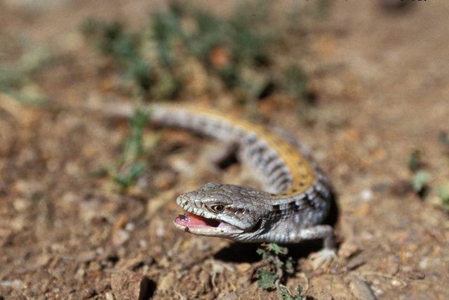 One rather angry Alligator Lizard (Malibu Creek State Park)