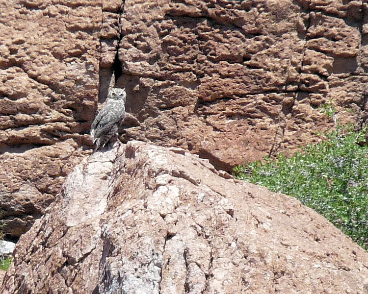 GreenThroated Kettle Owl