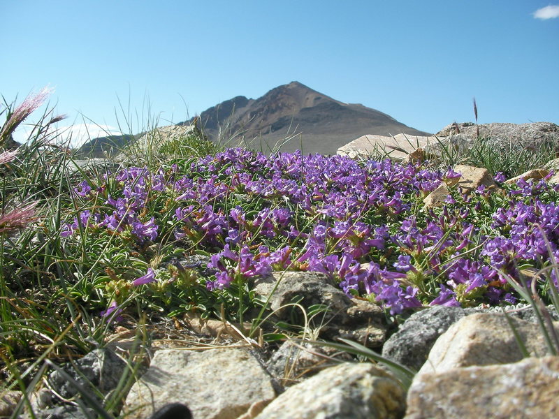 Penstemon and White Mountain peak as viewed from the trail just north of Barcroft lab.