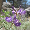 San Jacinto Lupine (Lupinus hyacinthinus), San Jacinto Mountains