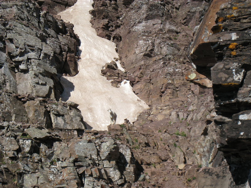 The mountain goats seemed to pretty much follow the climber's trail (or vice versa), unless they were scared off the route by climbers. So, if you see a goat, follow it!