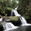 Stream in the rain forest.