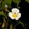 Mariposa Lily (Calochortus leichtlinii)<br>
<br>
Lundy Canyon
