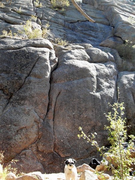 The vertical crack in the middle (behind and just left of the dog) is the "direct start" to the Arch Rock route. It is a tough 5.9+ start to reach the nice ledge with the small bush, but it protects okay. The much easier "regular" start is about 12 feet to the left of this crack (see other picture). The regular start angles up and left (5.5?) until it reaches this lower ledge, then you traverse (walk) back right along the ledge until you get to the small bush in this picture. The rest of pitch one goes up the crack behind the small bush.