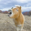 A friendly Grayson Highlands free range pony.