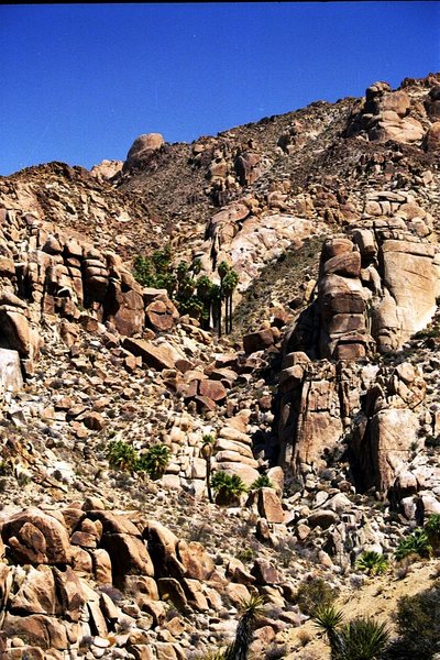 If I remember right this is Lost Palm Oasis near Cottonwood Spring. Scan of print, 2001?