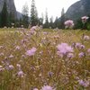 El Cap meadow