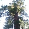 Giant Sequoias at Tuolumne Grove