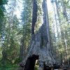 Giant Sequoia 