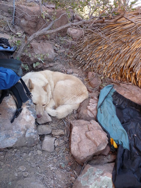 Tired pup in LDE