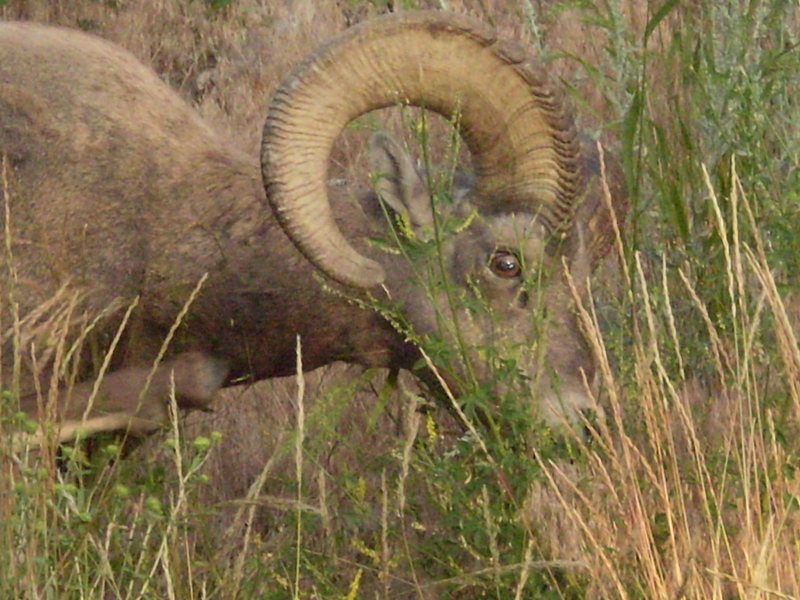 This guy chose hanging out and pestering campers in the Sinks campground over migrating with the herd to the high country. Ferdinand lives!