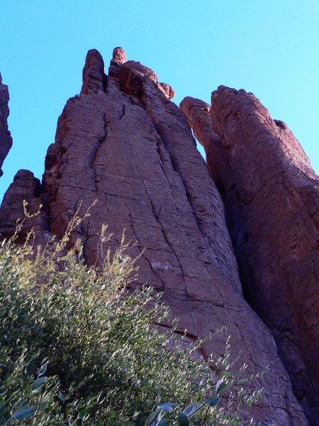 Microskunks with Cholla Coats.